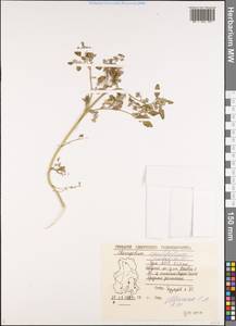 Chenopodium opulifolium Schrad., Eastern Europe, Volga-Kama region (E7) (Russia)