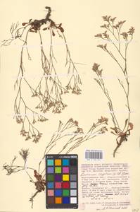 Limonium caspium (Willd.) Gams, Eastern Europe, Lower Volga region (E9) (Russia)