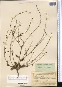 Paracynoglossum glochidiatum (Benth.) Valdés, Middle Asia, Pamir & Pamiro-Alai (M2) (Tajikistan)