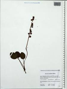 Pyrola asarifolia, Siberia, Baikal & Transbaikal region (S4) (Russia)