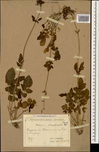 Valeriana sisymbriifolia Vahl, Caucasus, Turkish Caucasus (NE Turkey) (K7) (Turkey)
