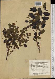 Spiraea betulifolia, Siberia, Yakutia (S5) (Russia)