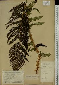 Polystichum microchlamys (Christ) Matsum., Siberia, Chukotka & Kamchatka (S7) (Russia)