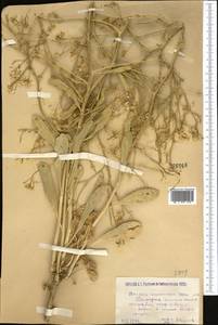 Brassica elongata subsp. integrifolia (Boiss.) Breistr., Middle Asia, Caspian Ustyurt & Northern Aralia (M8) (Kazakhstan)