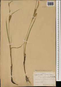 Carex atherodes Spreng., Mongolia (MONG) (Mongolia)