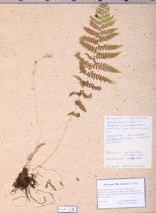 Athyrium filix-femina (L.) Roth, Siberia, Central Siberia (S3) (Russia)
