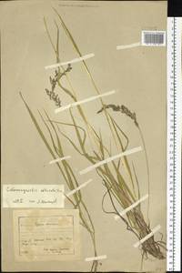 Calamagrostis obtusata Trin., Siberia, Baikal & Transbaikal region (S4) (Russia)