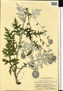 Echinops ritro subsp. ruthenicus (M. Bieb.) Nyman, Eastern Europe, Central region (E4) (Russia)