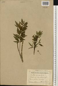 Cicuta virosa L., Eastern Europe, Belarus (E3a) (Belarus)