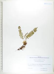 Polypodium sibiricum Sipliv., Siberia, Russian Far East (S6) (Russia)