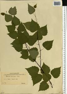 Betula pendula Roth, Eastern Europe, West Ukrainian region (E13) (Ukraine)