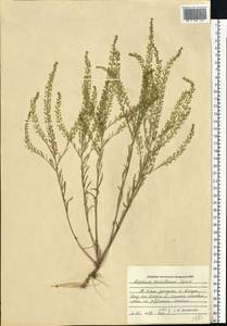 Lepidium densiflorum Schrad., Eastern Europe, Central region (E4) (Russia)