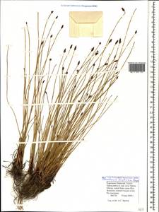 Eleocharis mamillata subsp. austriaca (Hayek) Strandh., Caucasus, Stavropol Krai, Karachay-Cherkessia & Kabardino-Balkaria (K1b) (Russia)