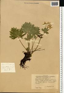 Anemonastrum biarmiense (Juz.) Holub, Eastern Europe, Eastern region (E10) (Russia)