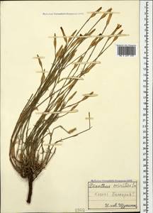 Dianthus crinitus Sm., Caucasus, Stavropol Krai, Karachay-Cherkessia & Kabardino-Balkaria (K1b) (Russia)