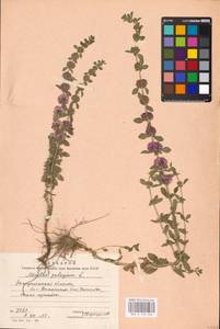 MHA 0 158 436, Mentha pulegium L., Eastern Europe, West Ukrainian region (E13) (Ukraine)