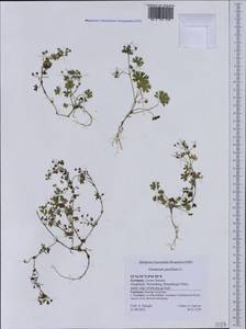 Geranium pusillum L., Western Europe (EUR) (Germany)