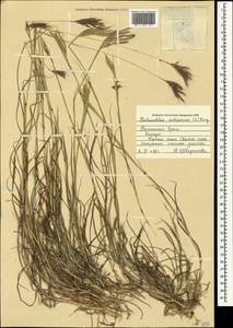 Bothriochloa ischaemum (L.) Keng, Crimea (KRYM) (Russia)