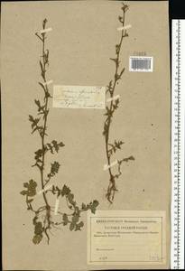 Sisymbrium officinale (L.) Scop., Eastern Europe, Middle Volga region (E8) (Russia)