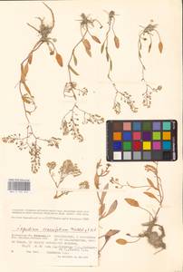 Lepidium cartilagineum subsp. crassifolium (Waldst. & Kit.) Thell., Eastern Europe, Lower Volga region (E9) (Russia)