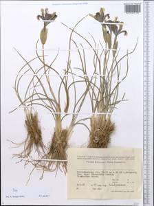 Iris, Middle Asia, Caspian Ustyurt & Northern Aralia (M8) (Kazakhstan)