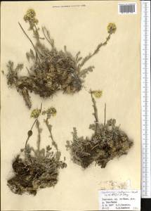 Smelowskia calycina (Stephan) C.A. Mey., Middle Asia, Northern & Central Tian Shan (M4) (Kyrgyzstan)