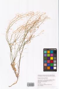 Rorippa brachycarpa (C.A.Mey.) Hayek, Eastern Europe, Lower Volga region (E9) (Russia)