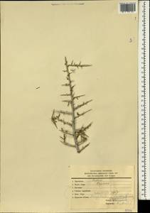 Prunus spinosissima (Bunge) Franch., South Asia, South Asia (Asia outside ex-Soviet states and Mongolia) (ASIA) (Iran)