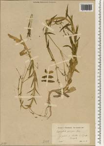 Gypsophila pilosa Huds., South Asia, South Asia (Asia outside ex-Soviet states and Mongolia) (ASIA) (Turkey)