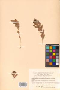 Rhodiola rosea L., Siberia, Chukotka & Kamchatka (S7) (Russia)
