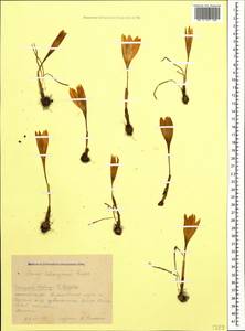 Crocus scharojanii Rupr., Caucasus, Krasnodar Krai & Adygea (K1a) (Russia)