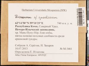 Dicranum spadiceum J.E. Zetterst., Bryophytes, Bryophytes - European North East (B7) (Russia)
