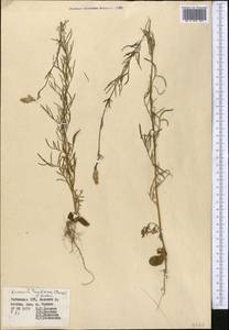 Russowia sogdiana (Bunge) B. Fedtsch., Middle Asia, Western Tian Shan & Karatau (M3) (Uzbekistan)