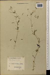 Vicia tetrasperma (L.)Schreb., Caucasus, Black Sea Shore (from Novorossiysk to Adler) (K3) (Russia)