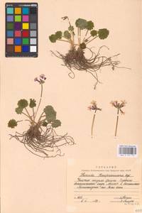 Primula kaufmanniana Regel, Middle Asia, Middle Asia (no precise locality) (M0)