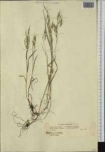 Bromus commutatus Schrad., Western Europe (EUR) (Poland)