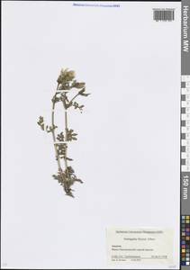 Astragalus freynii Albov, Caucasus, Krasnodar Krai & Adygea (K1a) (Russia)