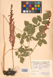 Astilbe rubra Hook. fil. & Thomson, Siberia, Russian Far East (S6) (Russia)
