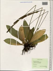 Plantago media L., Eastern Europe, Middle Volga region (E8) (Russia)