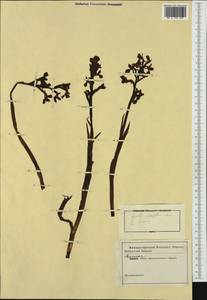 Anacamptis laxiflora (Lam.) R.M.Bateman, Pridgeon & M.W.Chase, Western Europe (EUR) (Italy)