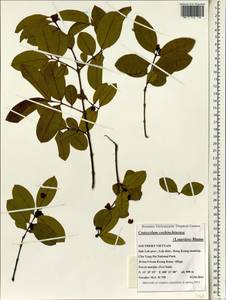 Cratoxylum cochinchinense (Lour.) Bl., South Asia, South Asia (Asia outside ex-Soviet states and Mongolia) (ASIA) (Vietnam)