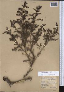 Suaeda microphylla (C. A. Mey.) Pall., Middle Asia, Northern & Central Kazakhstan (M10) (Kazakhstan)