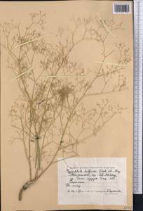 Gypsophila diffusa Fisch. & C. A. Mey. ex Rupr., Middle Asia, Caspian Ustyurt & Northern Aralia (M8) (Kazakhstan)