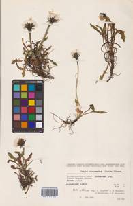 Crepis chrysantha (Ledeb.) Turcz., Siberia, Chukotka & Kamchatka (S7) (Russia)