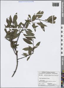 Salix boganidensis Trautv., Siberia, Central Siberia (S3) (Russia)