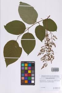 Syringa reticulata subsp. amurensis (Rupr.) P.S.Green & M.C.Chang, Eastern Europe, Moscow region (E4a) (Russia)