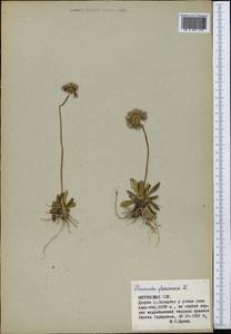 Primula algida Adams, Middle Asia, Northern & Central Tian Shan (M4) (Kyrgyzstan)