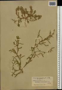 Corispermum hyssopifolium L., Eastern Europe, Central region (E4) (Russia)