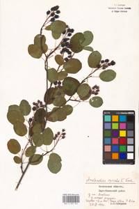 Amelanchier × spicata (Lam.) K. Koch, Eastern Europe, Moscow region (E4a) (Russia)