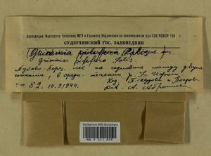 Grimmia pilifera P. Beauv., Bryophytes, Bryophytes - Russian Far East (excl. Chukotka & Kamchatka) (B20) (Russia)